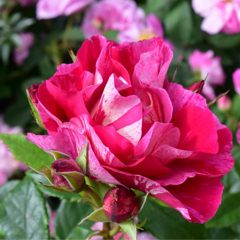 Red rose blossoms with multiple buds on green stems and leaves
