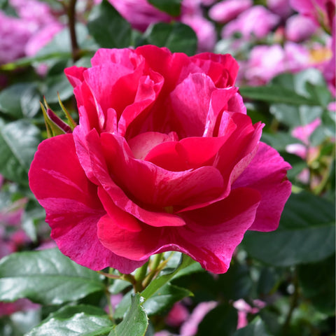 Deep pink rose flower with ruffled petals and surrounding greenery