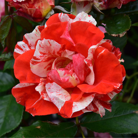 Speckled red-and-white rose bloom with green leaves on stems