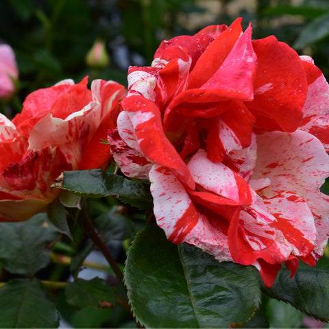 Red-and-white rose flowers with layered petals and green foliage