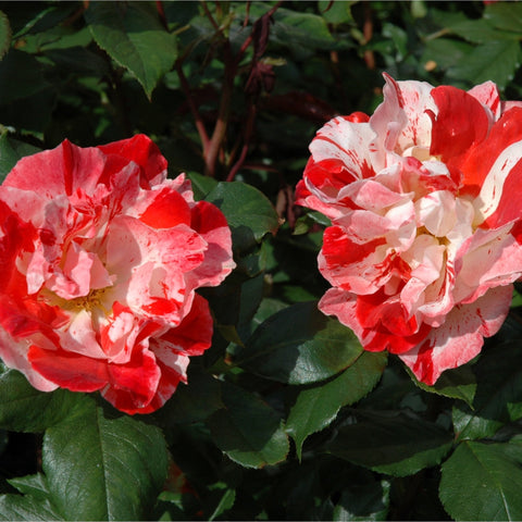 Two red-and-white rose blossoms with speckled petals and green leaves