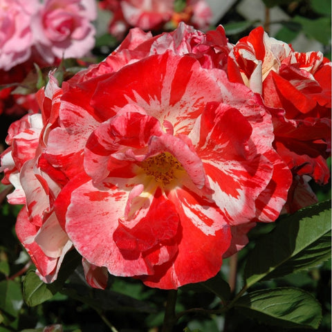 Red-and-white rose bloom with bold striping and speckled petals