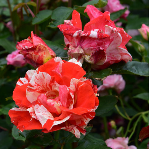 Group of red-and-white rose blooms with speckled petals and leaves
