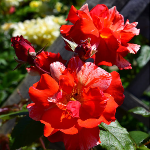 Red and orange rose blooms with speckled petals and green leaves
