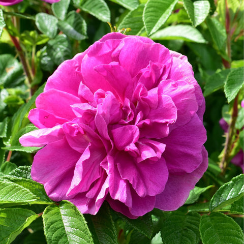 Pink rose flower with layered petals and surrounding green leaves
