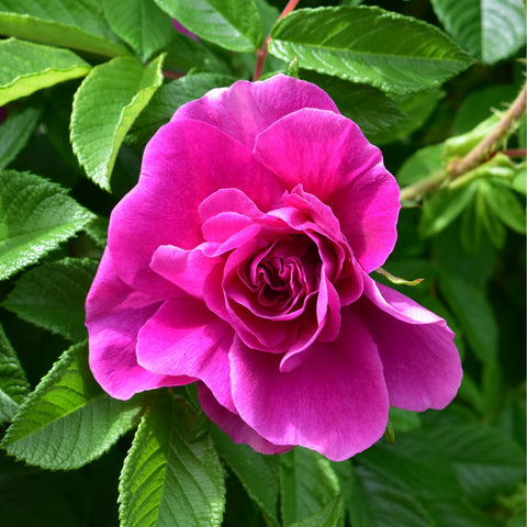 Single pink rose bloom with layered petals and a curled center