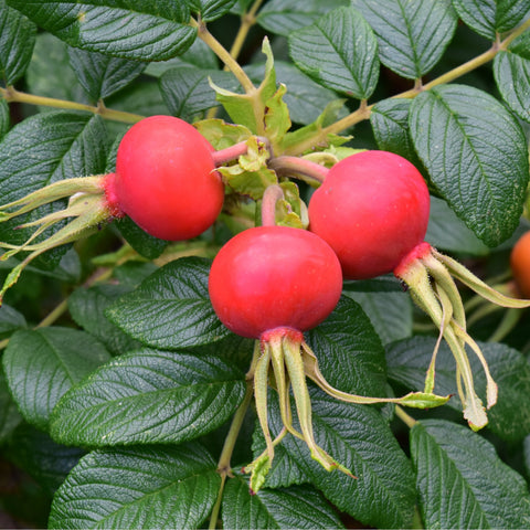 Red rose hips on green stems with serrated leaves