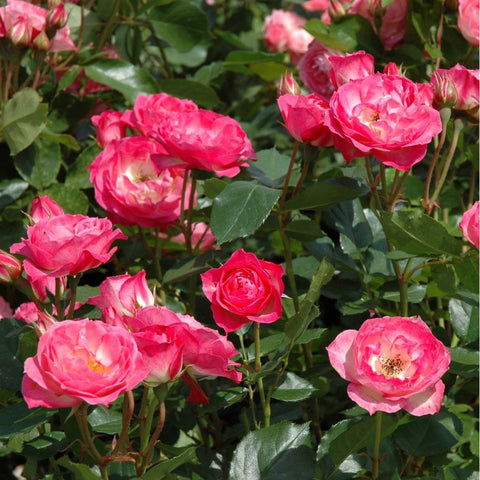 Pink double rose blossoms on a leafy rose shrub.