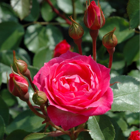 Pink rose blossom with surrounding buds on green stems.