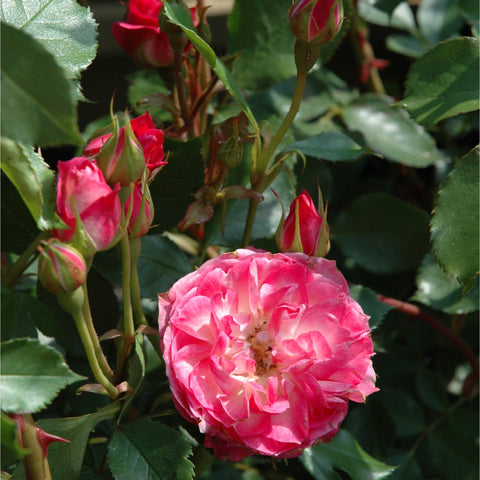 Pink rose blossom with several bud tips on leafy stems.