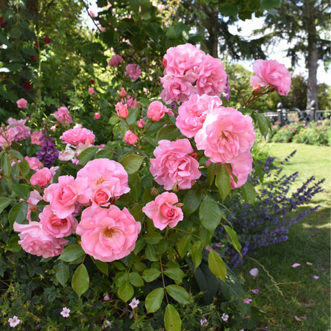 Pink rose flowers on a rose bush with green leaves
