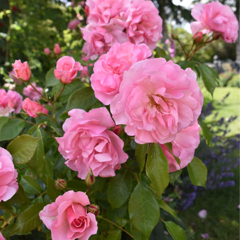 Cluster of light pink rose blossoms with green foliage and stems