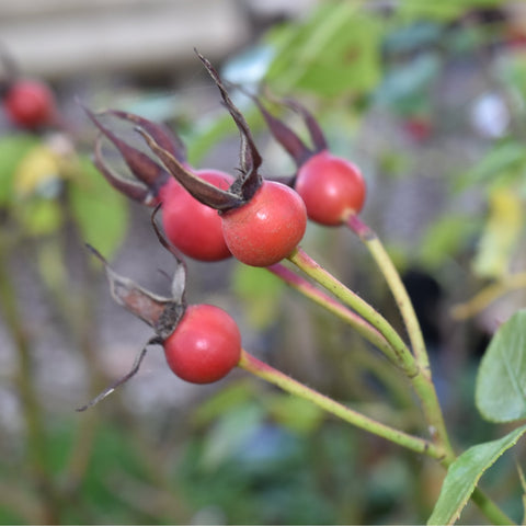 Red rose hips on slender stems with green leaves