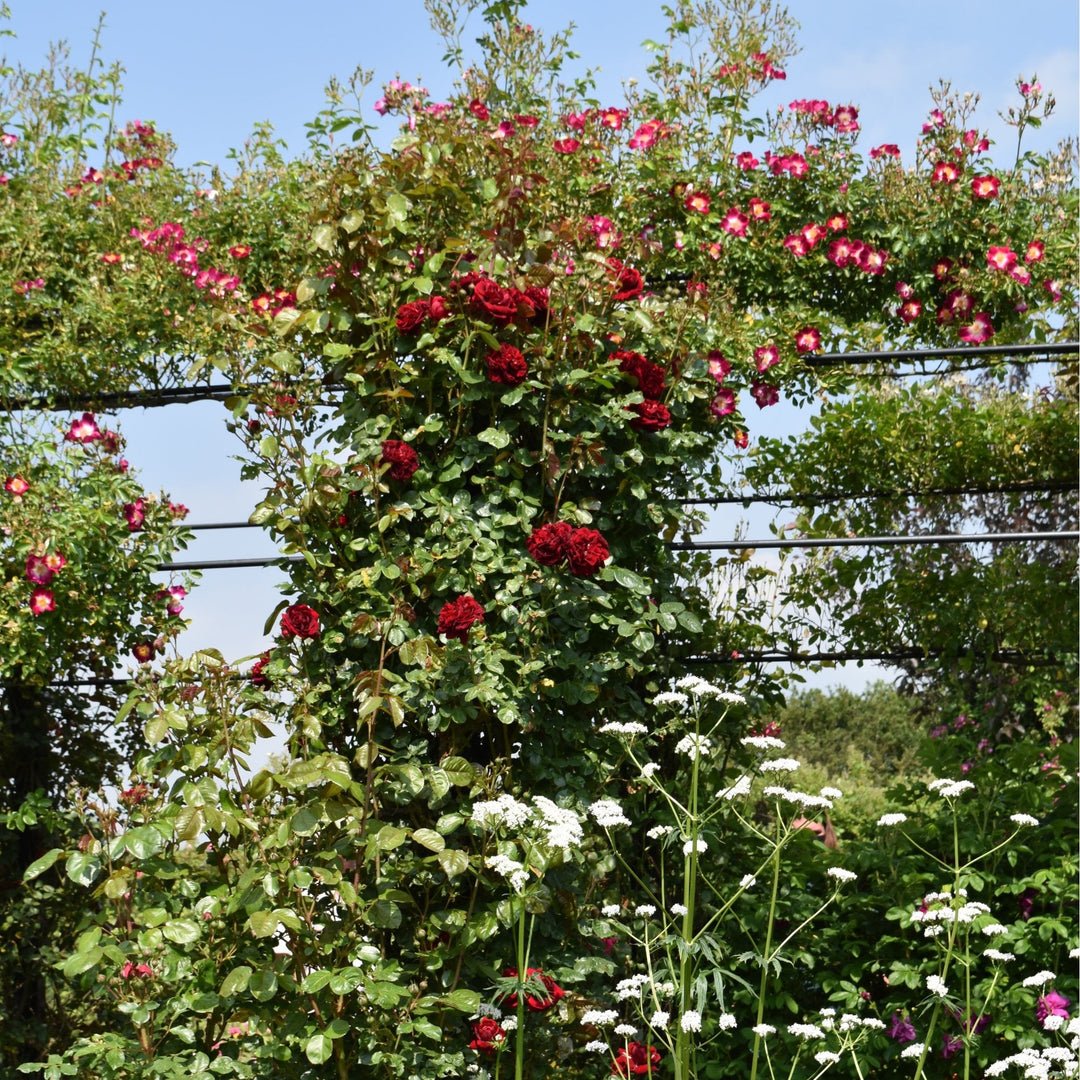 Highgrove – Peter Beales Roses
