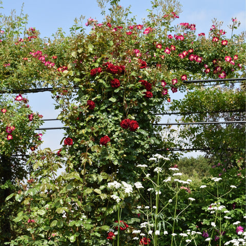 Rose garden with multiple red and pink rose bushes in bloom
