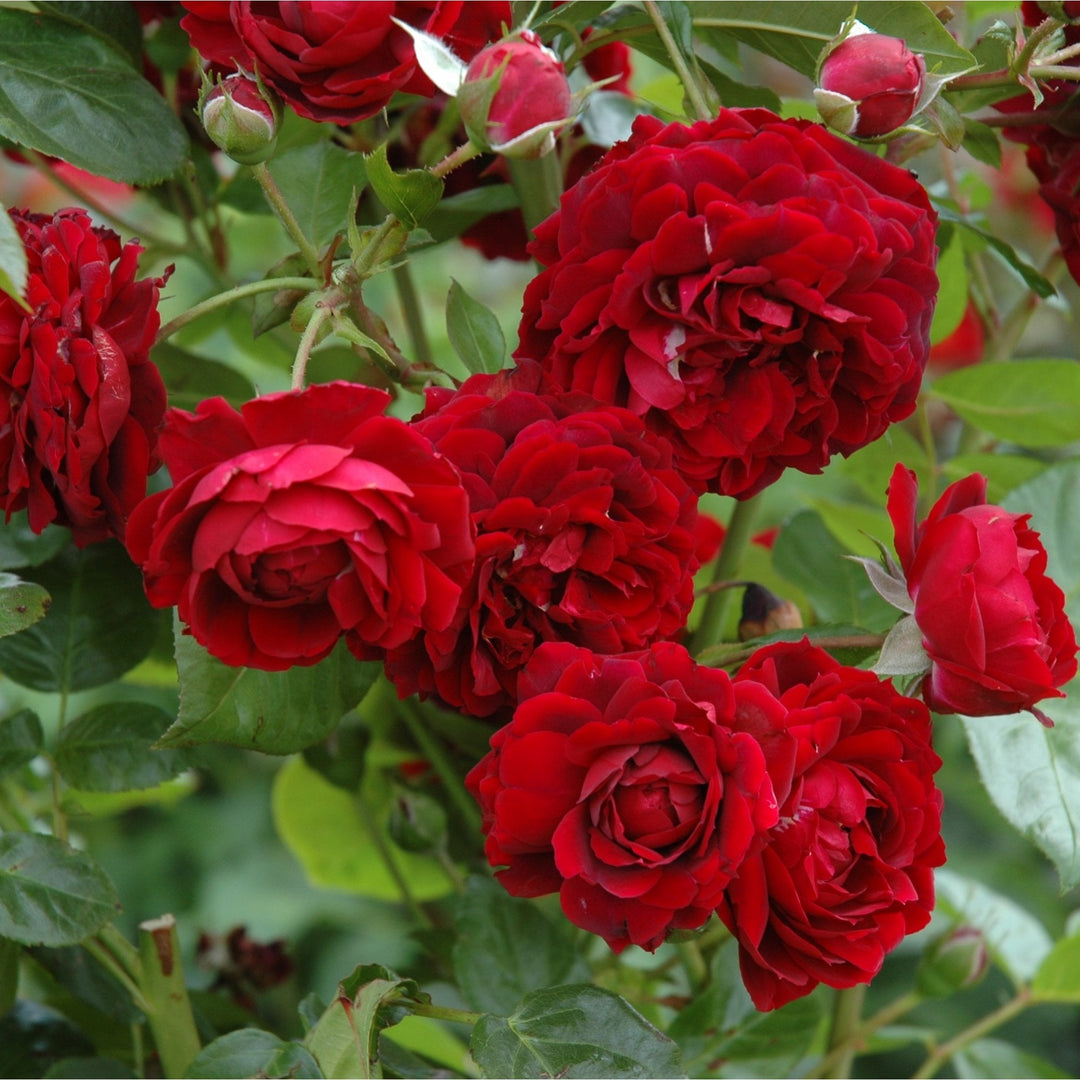 Highgrove – Peter Beales Roses
