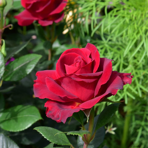 Red rose bloom on green stem with serrated leaves beside grass