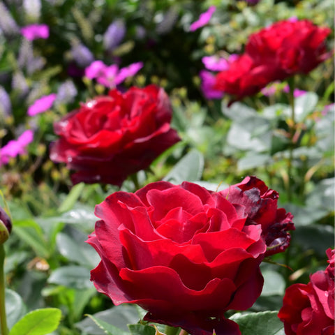 Red rose bloom among purple and green flowers in a garden