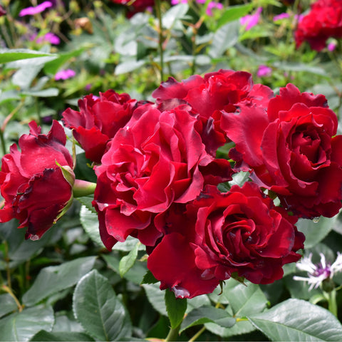 Group of red roses on stems with green leaves in a flower bed