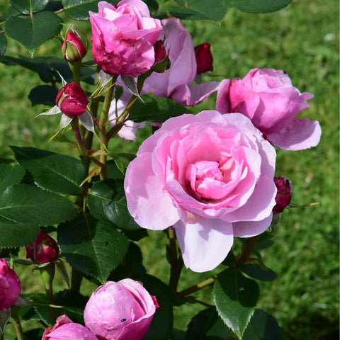 Horatio Nelson rose with two pink blooms and tight buds on green stems