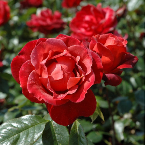 Red rose bloom with layered petals and glossy green leaves on a rose bush