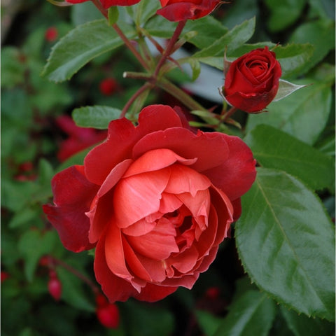Red rose flower with pale pink inner petals and green leaves