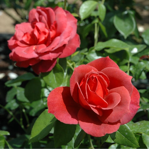 Two red rose blossoms with layered petals on green foliage