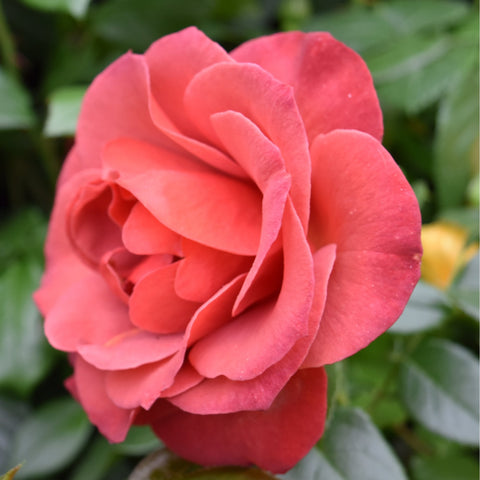Pink rose flower with tightly layered petals and green leaves