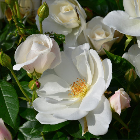 White bush rose flowers with double petals, golden centers, and unopened buds