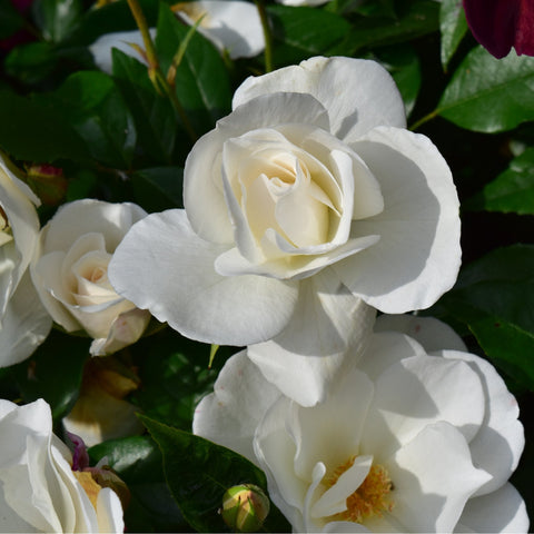 White bush rose single double blossom with golden center and surrounding leaves