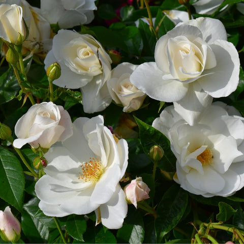 White bush rose cluster with several double blooms, buds, and green leaves