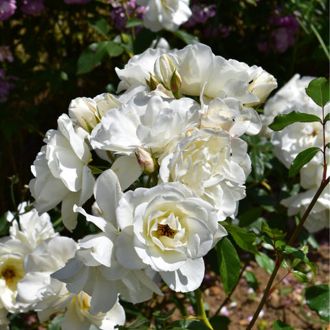 White bush rose spray with double blossoms, buds, and green leaf stems