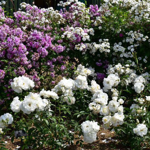 Bush rose bed with white and purple blooms and dense green leaves