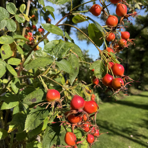 Rose hips cluster on thorny stems with green leaves