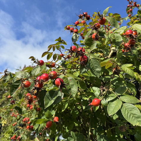 Rose bush with many red hips and green leaves