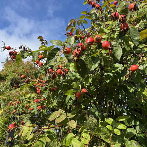 Rose bush branches covered with red hips and green leaves