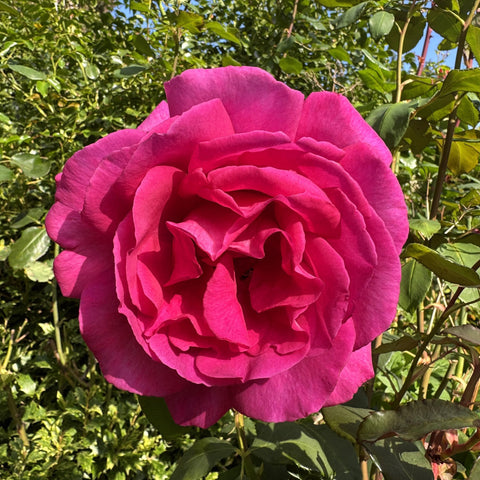 Magenta-pink rose bloom with layered petals on a green plant