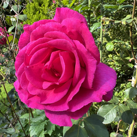 Magenta-pink rose flower with ruffled petals and green leaves