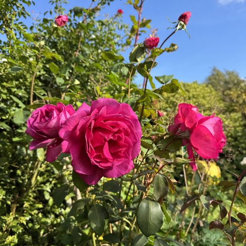 Magenta-pink rose blooms on a leafy rose plant