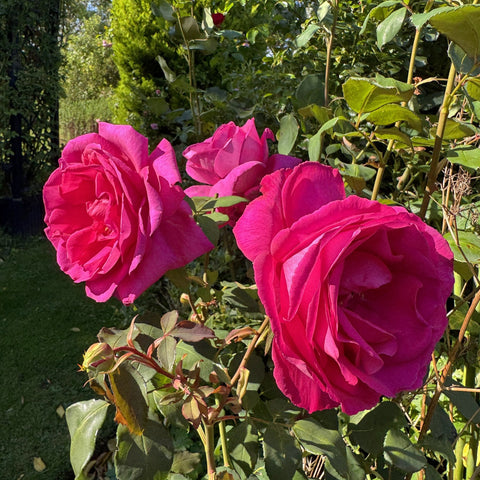 Three magenta-pink rose blooms on green stems and leaves