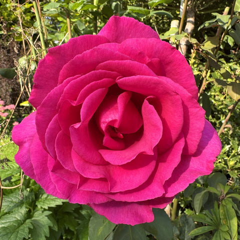 Close-up of a magenta-pink rose bloom with layered petals