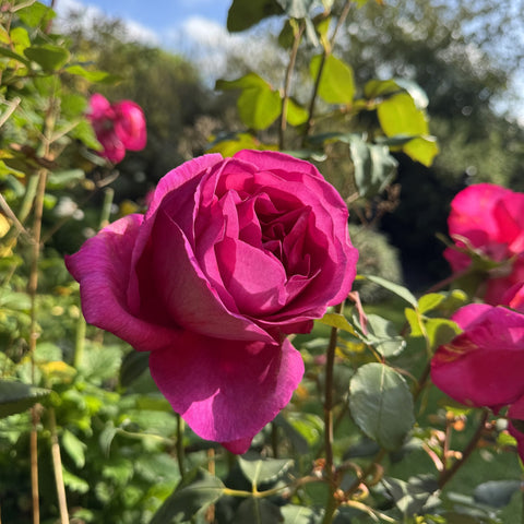 Single magenta-pink rose bloom on a stem with green leaves