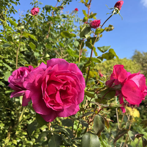 Magenta-pink rose blooms on a leafy plant with surrounding buds