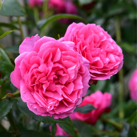 Pink double rose blossoms with layered petals and green stems