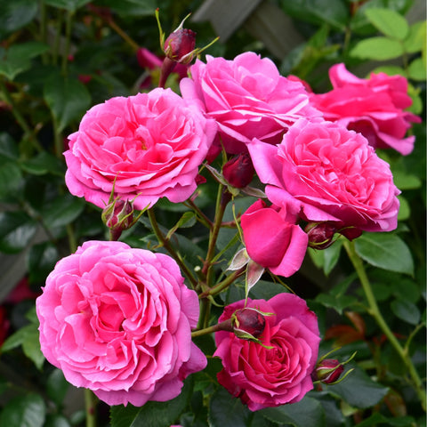 Pink rose flowers and tight buds on a branching stem with green leaves