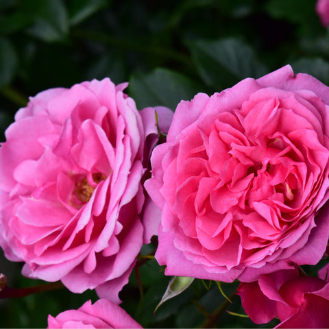 Two pink double roses facing the camera with green leaf accents