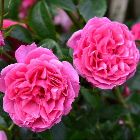 Pink double rose blossoms with layered petals and dark green leaves