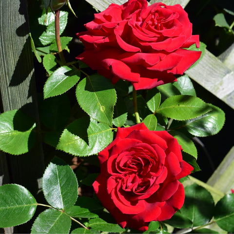 Red rose blooms with green leaves