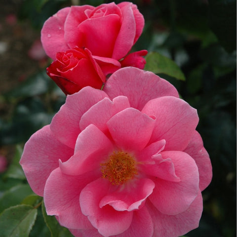 Pink double roses on green stems with glossy leaves and yellow centers