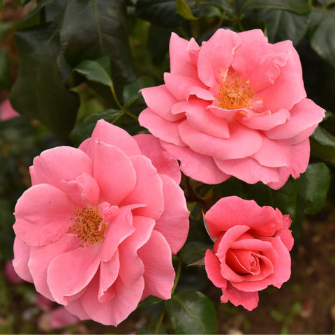 Cluster of pink rose blooms and buds with green leaves on stems